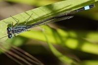 Ischnura elegans