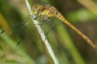 Sympetrum striolatum