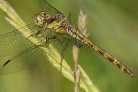 Sympetrum striolatum