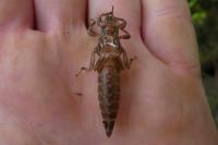 Stylurus flavipes