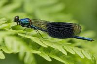 Calopteryx splendens