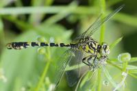Onychogomphus forcipatus
