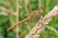 Sympetrum meridionale