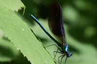 Calopteryx virgo