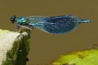Calopteryx splendens