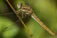Orthetrum brunneum