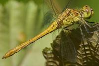 Sympetrum meridionale