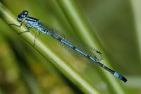 Coenagrion puella