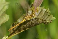 Sympetrum meridionale