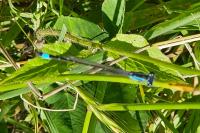 Ischnura elegans