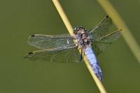 Orthetrum cancellatum