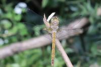Sympetrum striolatum