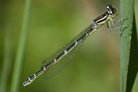 Coenagrion scitulum