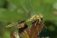 Gomphus pulchellus