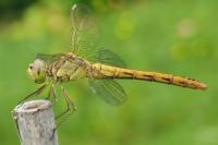 Sympetrum meridionale