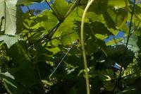 Chalcolestes viridis