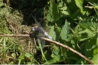 Libellula fulva