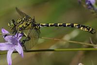 Onychogomphus forcipatus