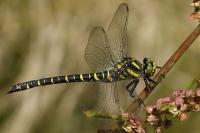 Cordulegaster boltonii