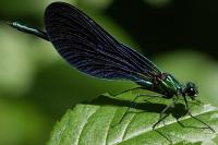 Calopteryx virgo