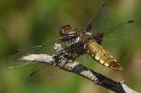 Libellula depressa