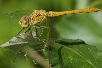 Sympetrum meridionale