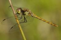 Sympetrum striolatum