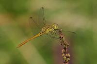 Sympetrum meridionale
