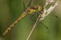 Sympetrum striolatum