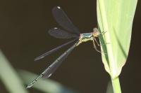Chalcolestes viridis