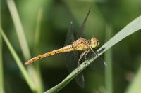 Sympetrum meridionale
