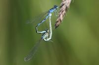 Coenagrion scitulum