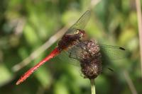 Sympetrum sanguineum