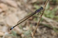 Ischnura elegans