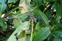 Aeshna cyanea