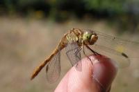 Sympetrum meridionale