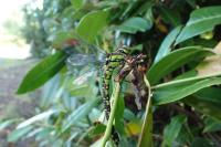 Aeshna cyanea