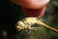 Sympetrum meridionale