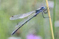 Lestes dryas