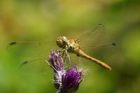 Sympetrum meridionale