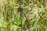 Cordulegaster boltonii