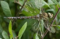 Aeshna mixta