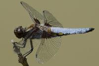Libellula depressa