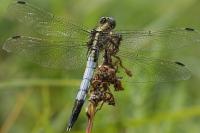 Orthetrum albistylum