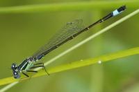 Ischnura elegans