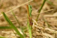 Sympetrum striolatum