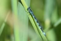 Coenagrion mercuriale