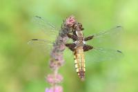 Libellula depressa