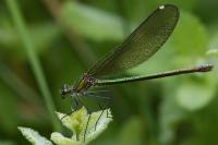 Calopteryx splendens