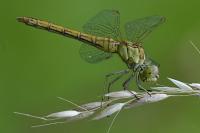 Sympetrum meridionale